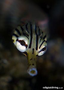 Portrait study of a Reef Top Pipefish. Taken with D200 an... by David Henshaw 